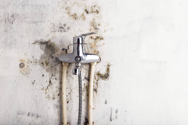 Best Local Mold Removal Service  in Jesup, IA