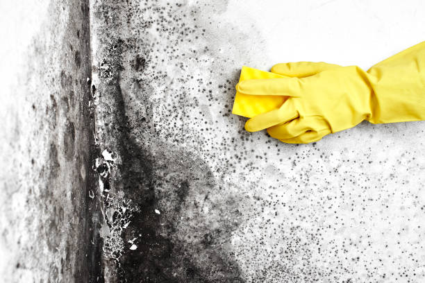 Best Residential Mold Removal  in Jesup, IA