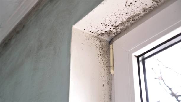 Professional Mold Removal in Jesup, IA