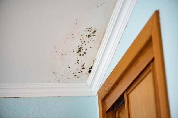 Best Mold Inspection  in Jesup, IA
