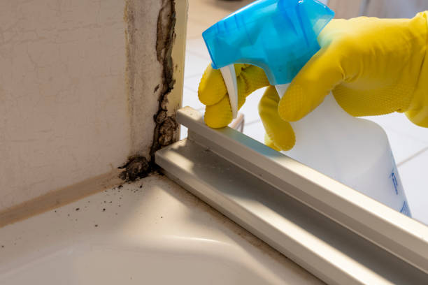 Best Certified Mold Removal  in Jesup, IA