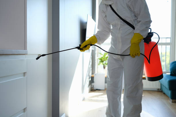 Best Attic Mold Removal  in Jesup, IA