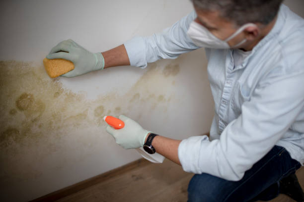 Best Black Mold Removal  in Jesup, IA
