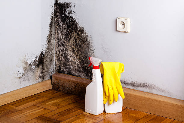 Best Mold Remediation  in Jesup, IA