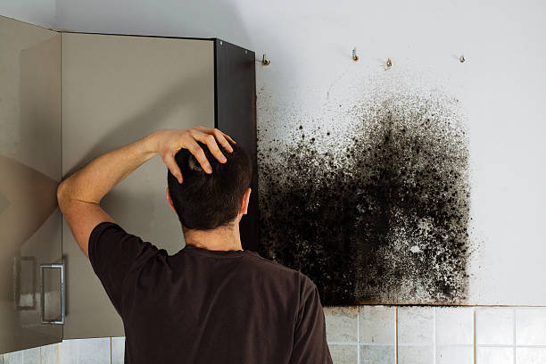 Best Mold Cleaning Services  in Jesup, IA