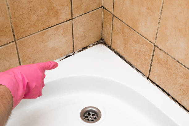 Best Office Mold Removal Services  in Jesup, IA