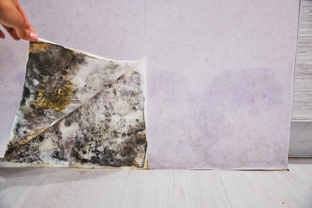 Best Mold Remediation Services  in Jesup, IA